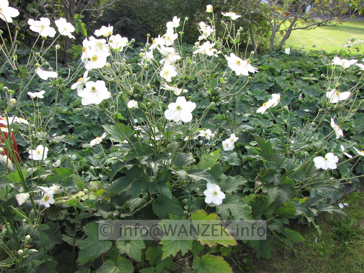 Anemone japonica Honorine Jobert 01.JPG